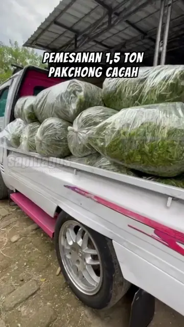 Pemesanan-1-Ton-Rumput-Pakchong-Kemas-